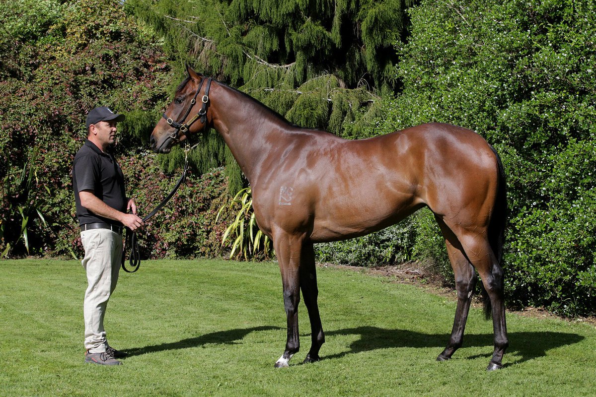 LOT 53 - Consigned by <a href="/leanachlodge/">Leanach Lodge</a>, this lovely filly by <a href="/yarramanpark/">Yarraman Park Stud</a> I AM INVINCIBLE sells for $275,000 to <a href="/MickPriceRacing/">Price Kent Racing</a> 👑

She is out of Group 3-winning SNITZEL mare LUBITON, from the family of Group 1 Coolmore Classic winner CAMINO ROSE 🥇