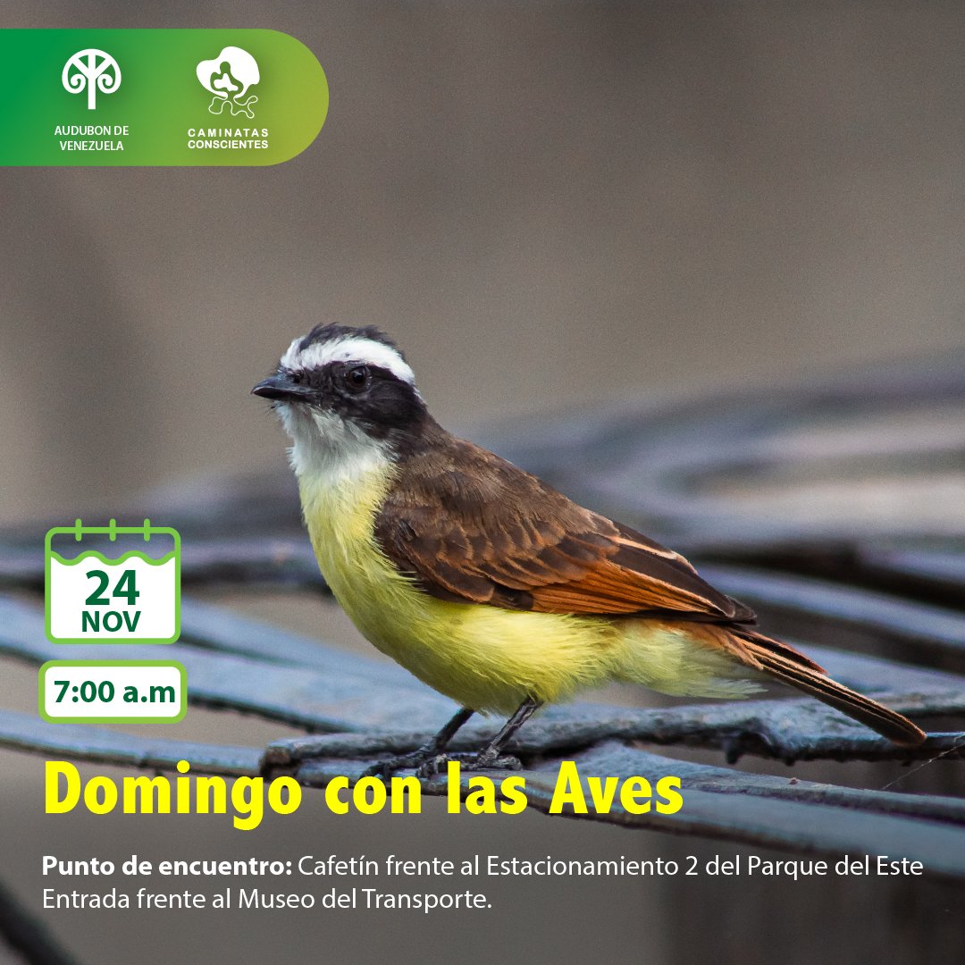#DomingoconlasAves Acompáñanos a conocer y reconocer las aves de Caracas este 24 de Noviembre en el #ParquedelEste, es gratuito. Regístrate en forms.gle/c4FUq9unhupuJr…. Ver más instagram.com/p/DCkabenBnjj/…