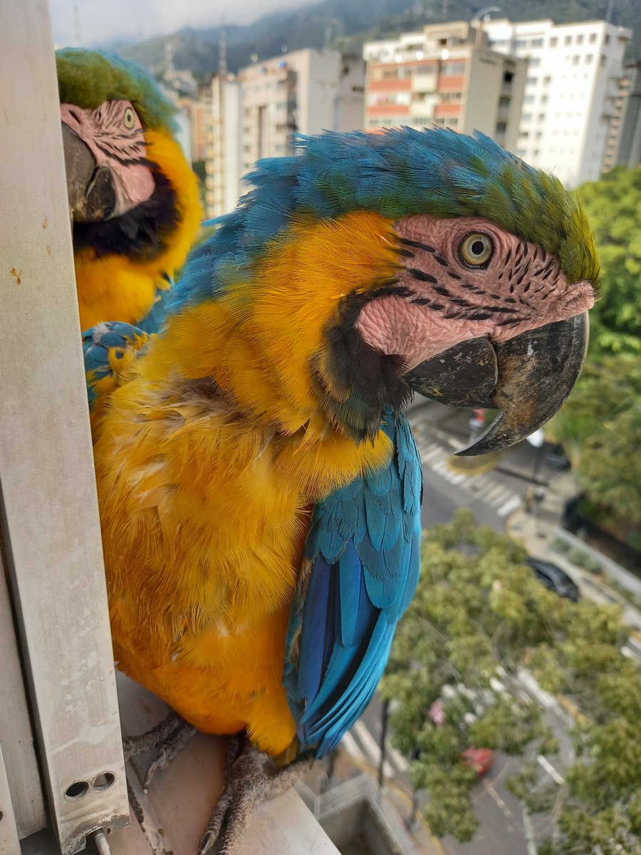 karelisjvc's tweet photo. 🪶Una pausa y luego...
🦜Josefina y Napoleón
🪶Aunque ellos no lograron comer, adivinen, por culpa de quién...¡Pitufo!🤣🤦♀️
4/9 ⤵️
📽📸 #guacamaya #style #parrot #funny #adorables #macaw #fauna #animals #AnimalsLover #freebirds #mywindow #photos #photographie #PictureOfTheDay https://t.co/YlJedQ10qJ