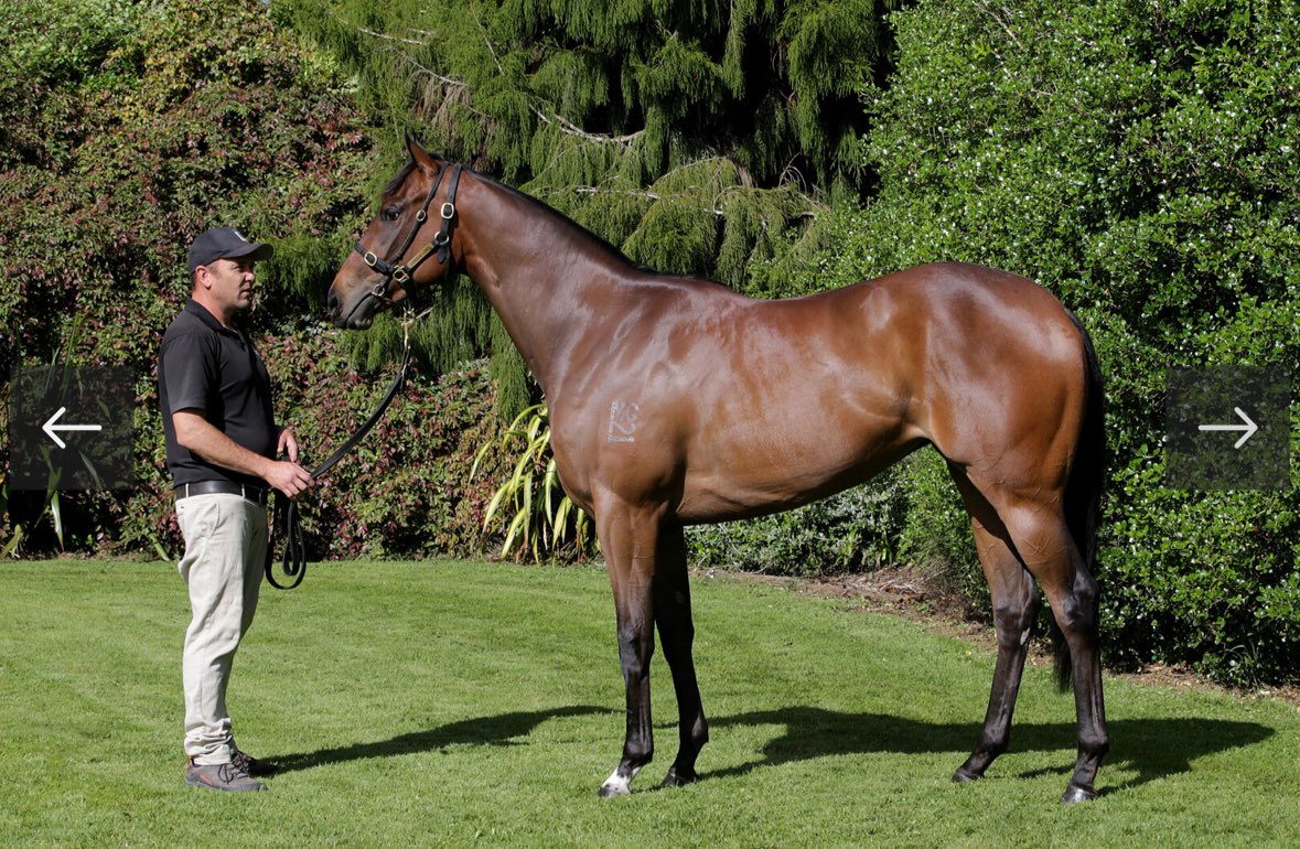 Price Kent Racing (@mickpriceracing) on Twitter photo We got one!! A filly by I Am Invincible out of the Snitzel mare Lubiton! Lot 53 purchased from the <a href="/KarakaChat/">New Zealand Bloodstock</a> Ready to Run sale for $275k. With a breeze up time of 10.78 seconds! 🤩
Contact <a href="/ShonaDrechsler/">Shona Drechsler 🐮🇦🇺🐴</a> for more info! ☎️0408 427 414 We got one!! A filly by I Am Invincible out of the Snitzel mare Lubiton! Lot 53 purchased from the <a href="/KarakaChat/">New Zealand Bloodstock</a> Ready to Run sale for $275k. With a breeze up time of 10.78 seconds! 🤩
Contact <a href="/ShonaDrechsler/">Shona Drechsler 🐮🇦🇺🐴</a> for more info! ☎️0408 427 414
