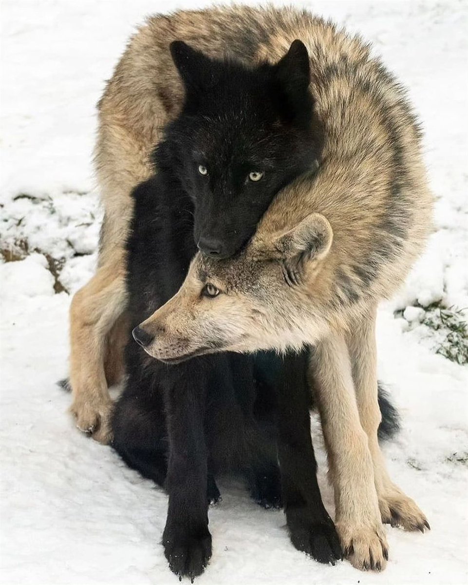 Wolf Lovers Club tweet media