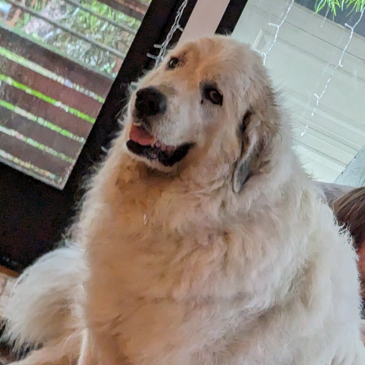 Moved to https://bsky.app/profile/1500wordmtu.com tweet media