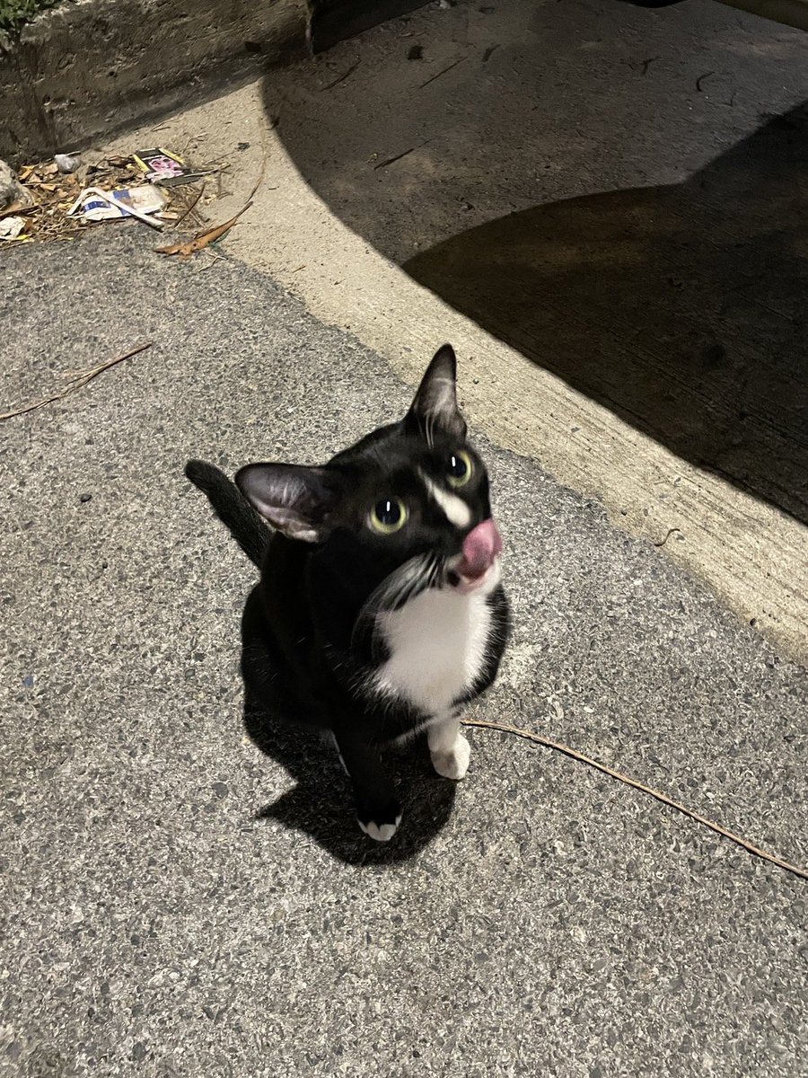 CatsterClub's tweet photo. 🏠หาบ้านให้น้องแมว🏠

น้องนิสัยดีน่ารัก เรียกมาหาตลอด กินง่าย ชอบวิ่งเล่น ขี้อ้อนมากกก แต่ตอนนี้เหมือนน้องจะมีอาการป่วย และมีรอยกัด
 อยากหาบ้านให้น้องได้อยู่เป็นหลักแหล่งค่ะ  มะปราง 0897248772

ใครสนใจรับดูแลติดต่อหาเจ้าของได้เลยนะคะ หรือ ช่วยกันรีกระจายข่าวก็ได้ค่า มาช่วยกันหาบ้านอันอบอุ่นให้น้องกันนะคะ