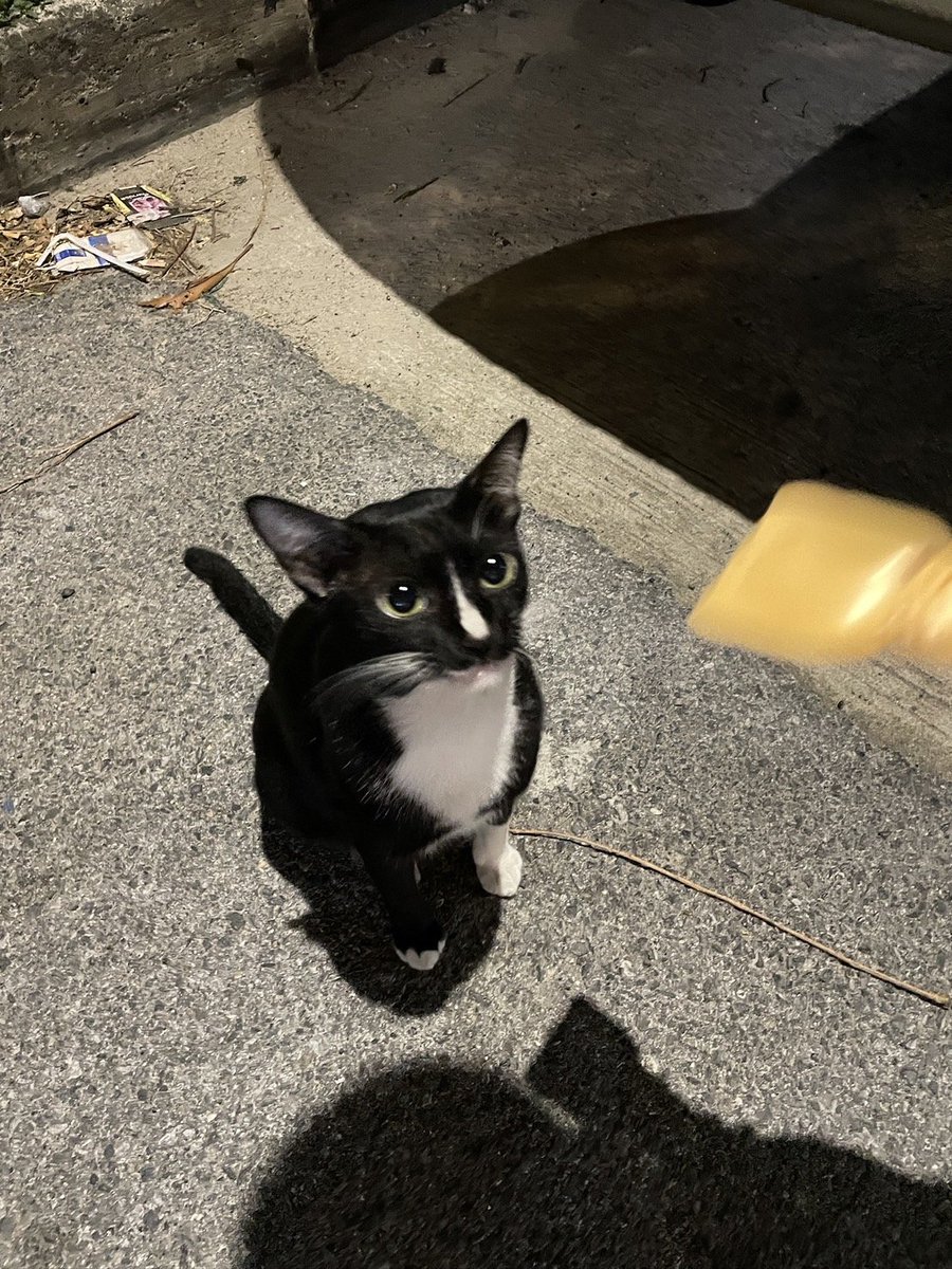 CatsterClub's tweet photo. 🏠หาบ้านให้น้องแมว🏠

น้องนิสัยดีน่ารัก เรียกมาหาตลอด กินง่าย ชอบวิ่งเล่น ขี้อ้อนมากกก แต่ตอนนี้เหมือนน้องจะมีอาการป่วย และมีรอยกัด
 อยากหาบ้านให้น้องได้อยู่เป็นหลักแหล่งค่ะ  มะปราง 0897248772

ใครสนใจรับดูแลติดต่อหาเจ้าของได้เลยนะคะ หรือ ช่วยกันรีกระจายข่าวก็ได้ค่า มาช่วยกันหาบ้านอันอบอุ่นให้น้องกันนะคะ