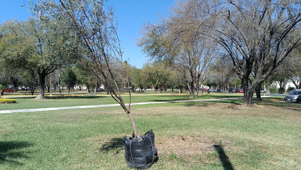 soyfitec's tweet photo. Ven a la FITEC y conoce a ANYA el olivo que hemos puesto para recuperar el árbol caído.
#FitecSustentable
#soyfitec
#umsumando
#arbol
#nature https://t.co/cH7Eu1xlKO