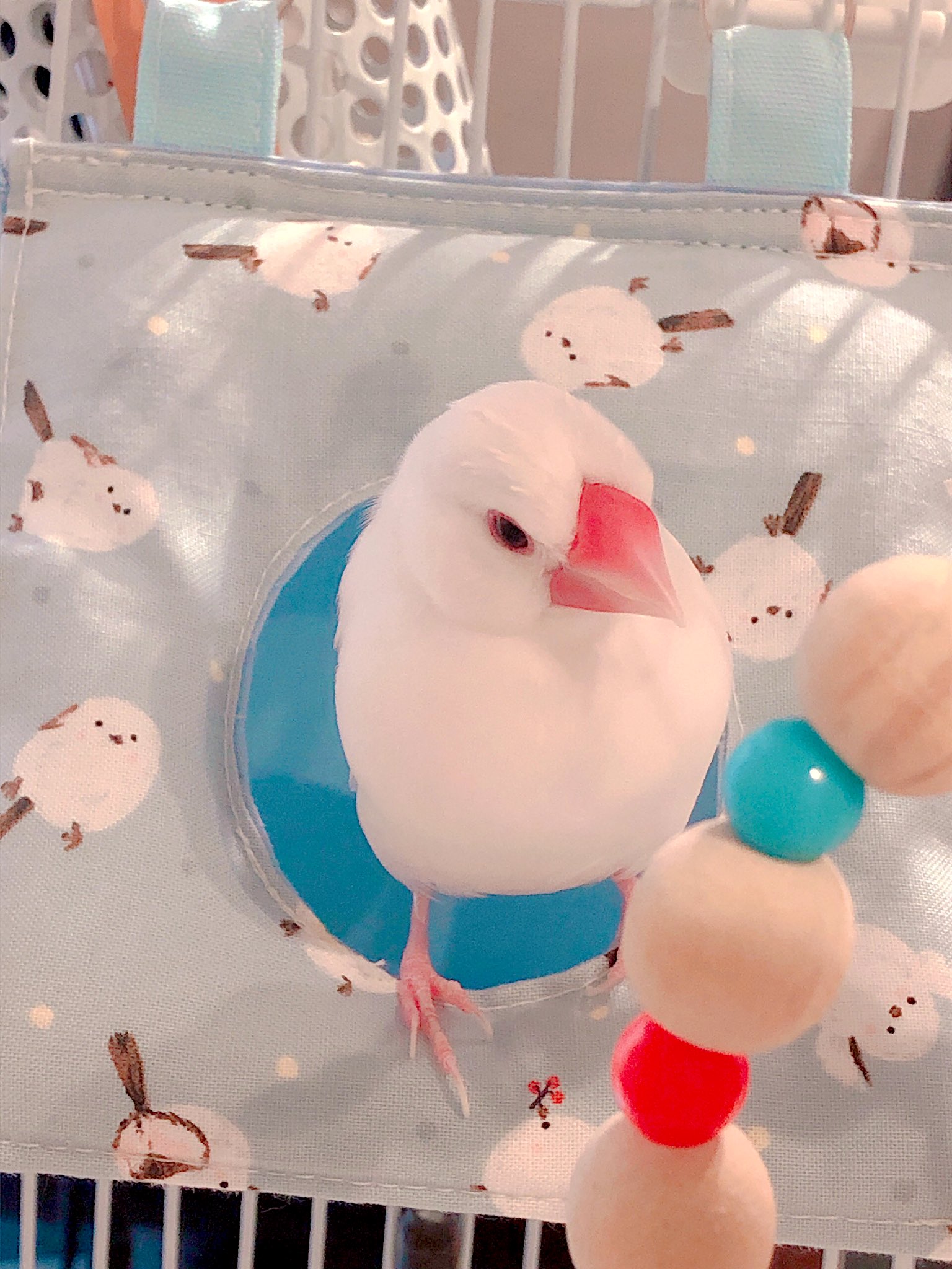 リピーター様⭐︎むつ文鳥 Amazon.co.jp: DESIGNPHIL ミドリ 付せん紙 ひみつ 文鳥柄