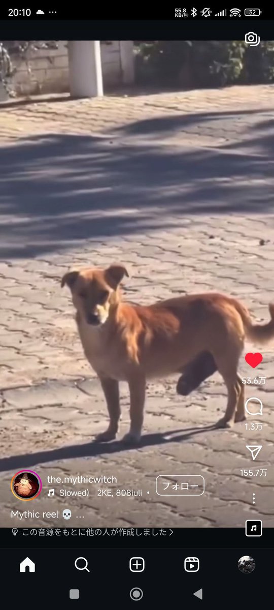 NHDMMMMM's tweet photo. ←デカマラ犬
→デカパイ猿 https://t.co/puWkjsDscg