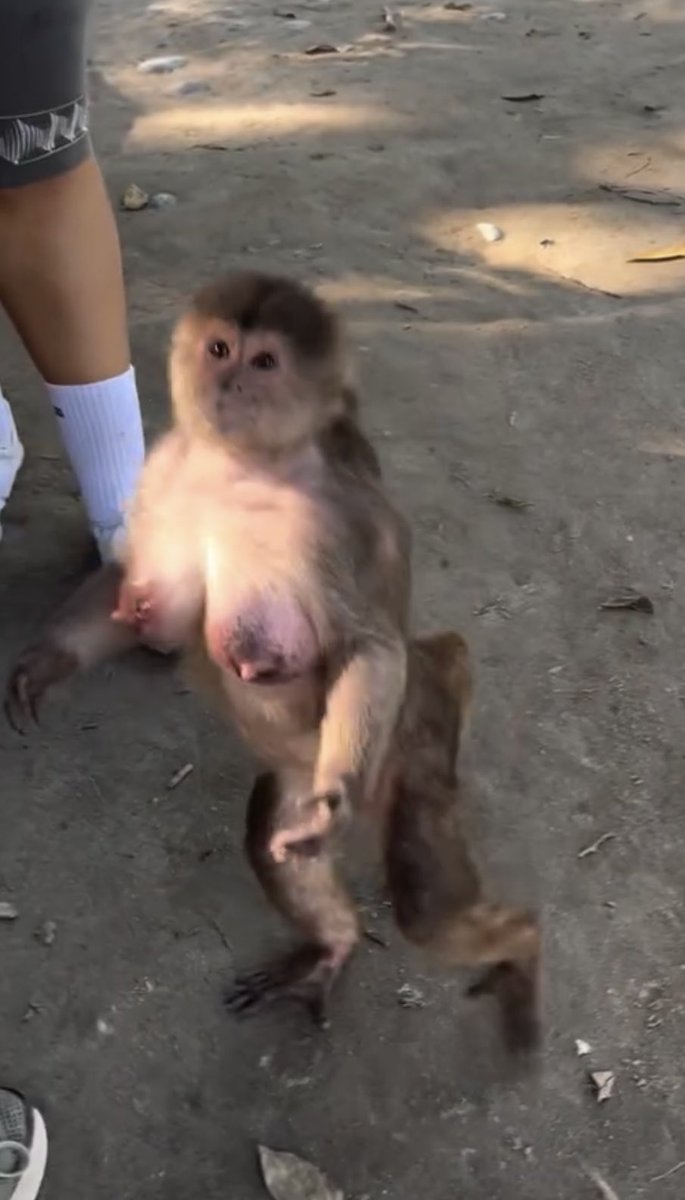NHDMMMMM's tweet photo. ←デカマラ犬
→デカパイ猿 https://t.co/puWkjsDscg