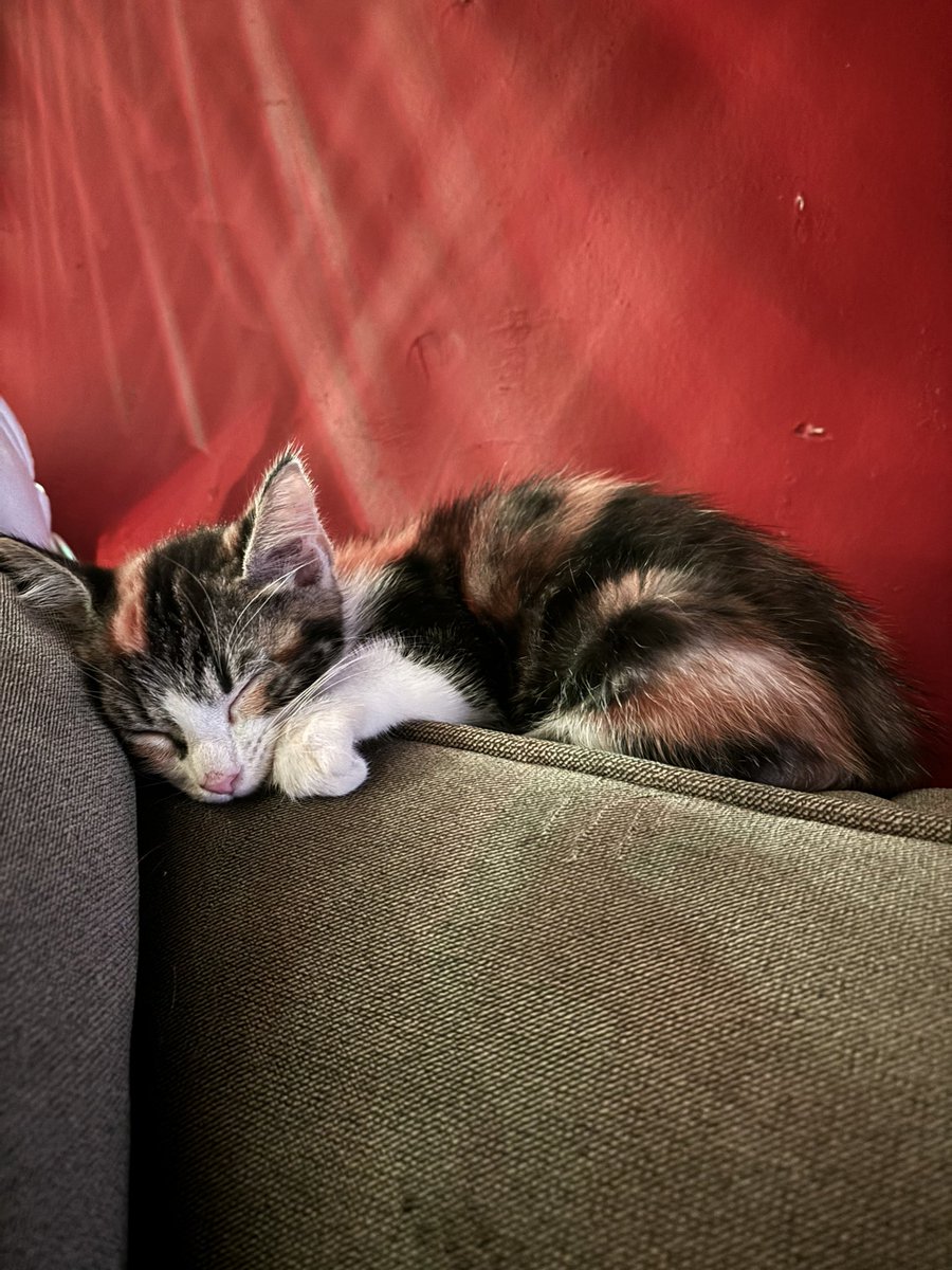 blankf4iry's tweet photo. baby cat reveal https://t.co/W8cqM1fCL6