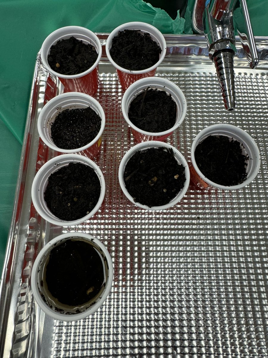 6th Graders at <a href="/IPS_NorthwestMS/">Northwest Middle School</a> are learning about photosynthesis. Each day they check their beans to see if germination has occurred.  #handsonlearning #scienceiscool <a href="/StacyColeman05/">Department of Propaganda Everywhere (DOPE).</a> <a href="/nlmorrow4/">Nikki Morrow-Weaver</a> <a href="/Dr_MJackson1/">Dr. Michelle Jackson</a> <a href="/DrT_Science/">Eimear Towler</a>