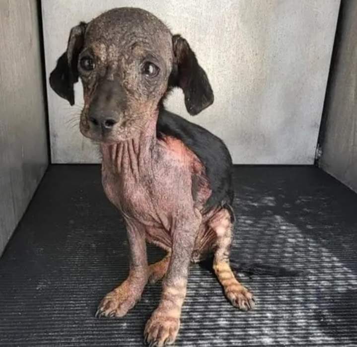 L’apparence n’a pas d’importance, c’est le cœur qui compte. Ce chien attend votre amour, donnez-lui une chance ! 🙏❤