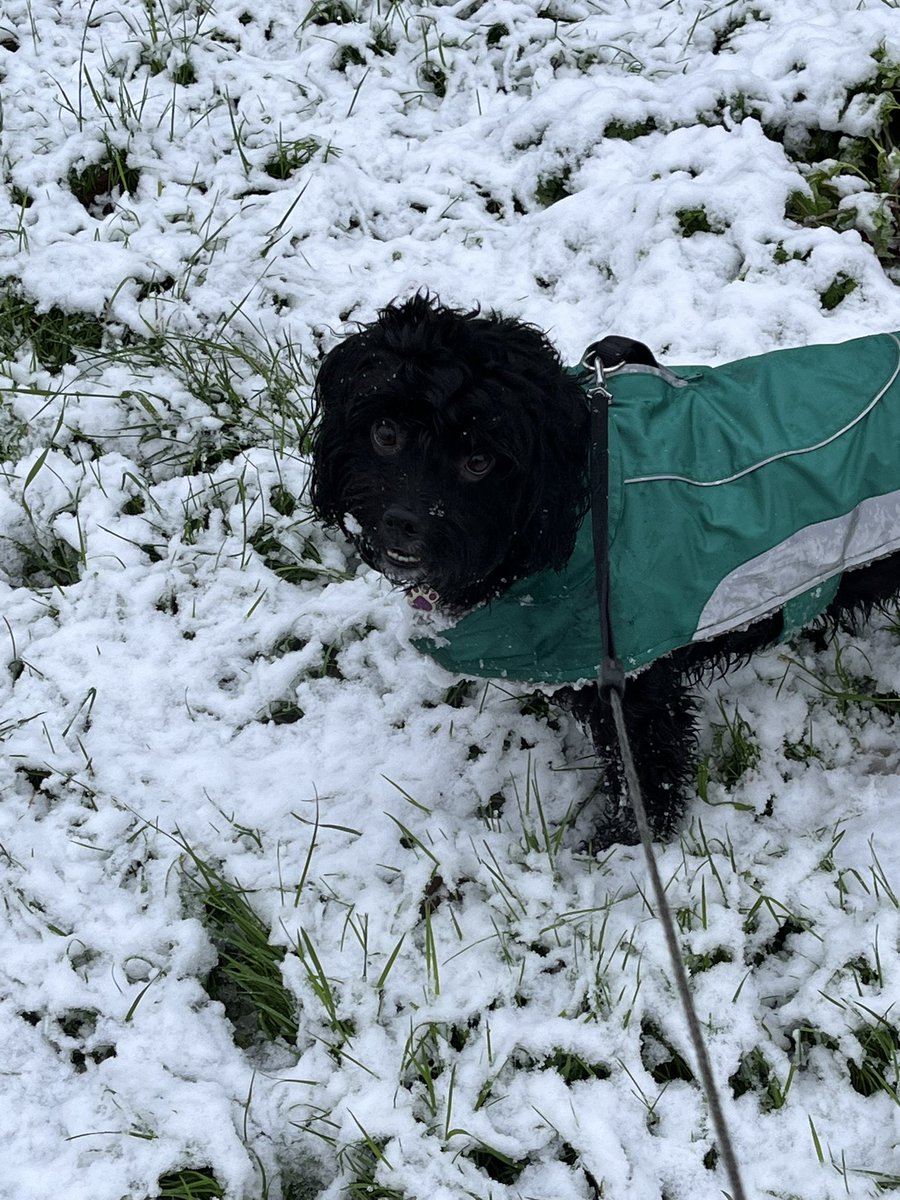 I had lots of fun in der snow dis morning after mummas night shift. Does yoo like my noo coat?