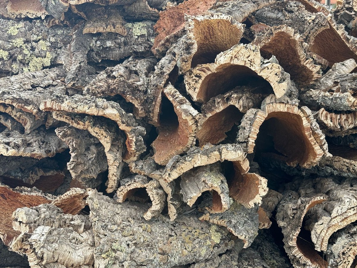 @wildlyvirgin tweet media