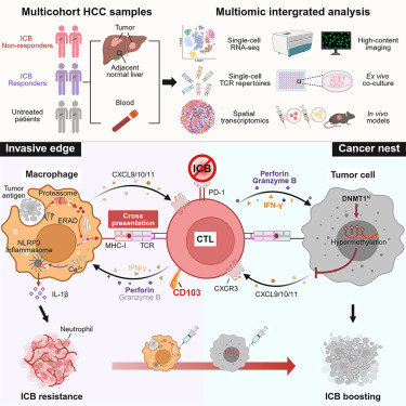 Online Now: Pericancerous cross-presentation to cytotoxic T lymphocytes impairs immunotherapeutic efficacy in hepatocellular carcinoma dlvr.it/TGGwVv