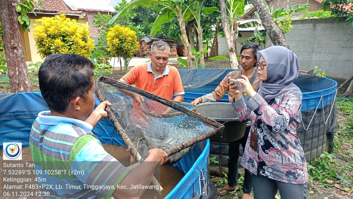 TantoPwt's tweet photo. Rabu, 06-11/2024 Pendampingan panen ikan lele budidaya bak terpal bulat di Pokdakan Ulam Kencana ds. Tinggarjaya kec. Jatilawang bersama Dinkannak kab. Banyumas dr bantuan Pemkab Banyumas. Panen lele sejumlah 420 Kg dgn harga Rp 18.000/Kg
#LuhLapor
#GiatLuhkanSatminkalTegal https://t.co/0E0TgonUD6