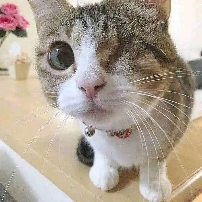 I know they won't give me a kiss 💋 because I'm not pretty and blind 🥺🥺