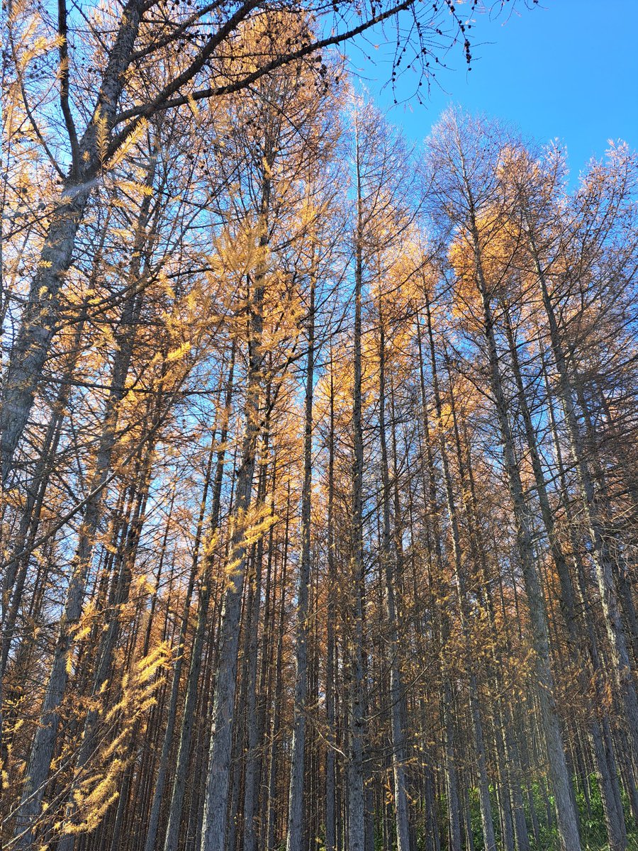 kamifull_jp's tweet photo. カラマツの紅葉も終盤を迎えた上富良野🌲
もう冬だなー⛄ https://t.co/5BeGBfrpQX
