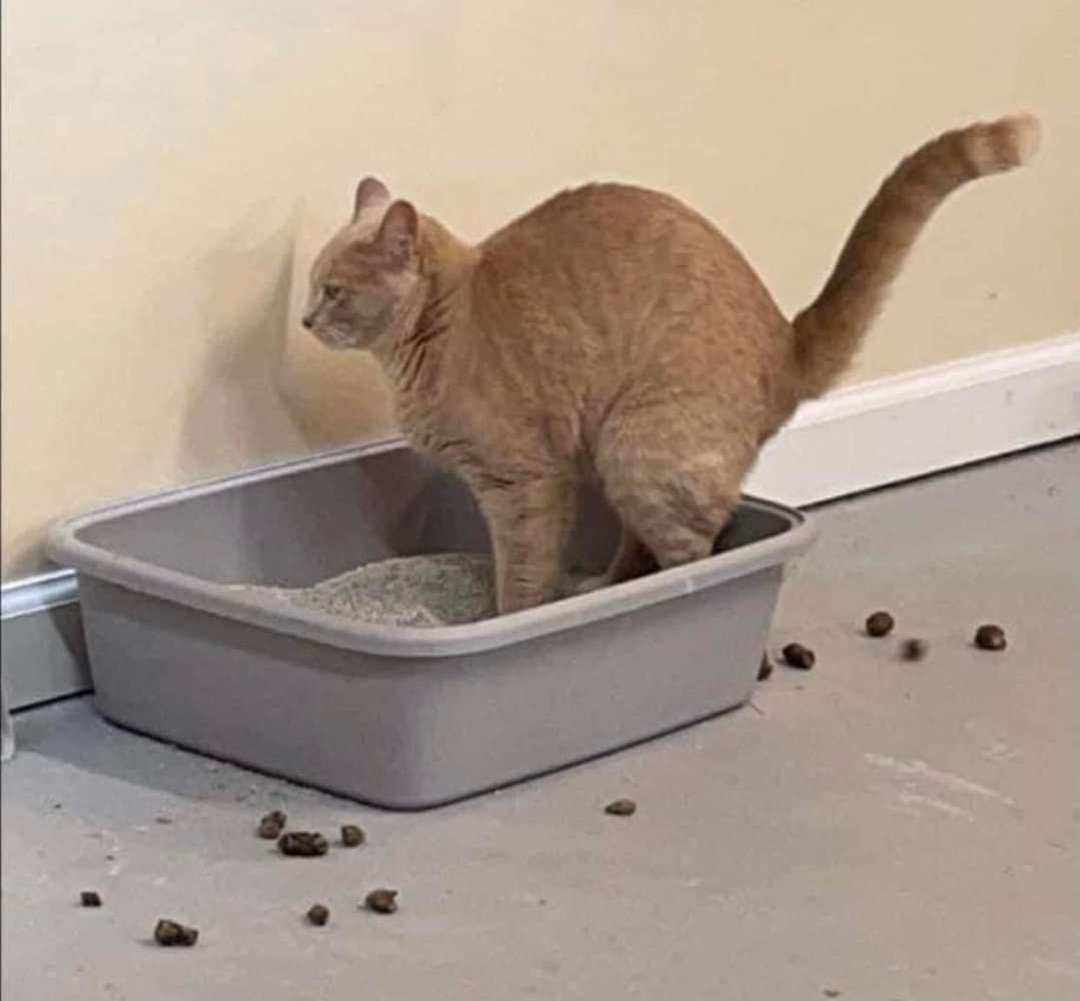 HuevoPorSopa's tweet photo. El gato de Jhon Córdoba https://t.co/q64SoZSbqd