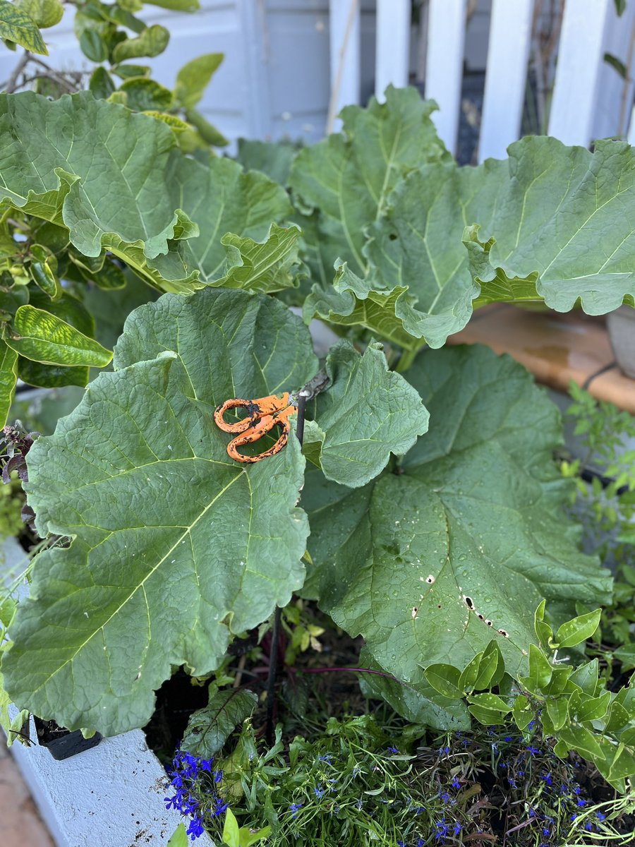 Permaculture Partners tweet media