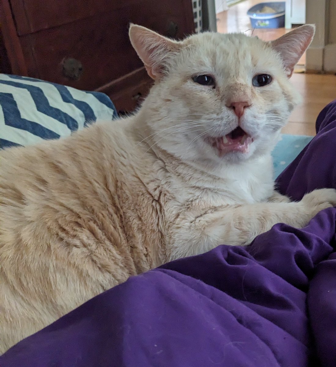 cheyzissle's tweet photo. You know how, if you're about to sneeze and someone says "bless you", you suddenly can't sneeze? That works on my cat Ham for some reason. https://t.co/T2Y8utBklg