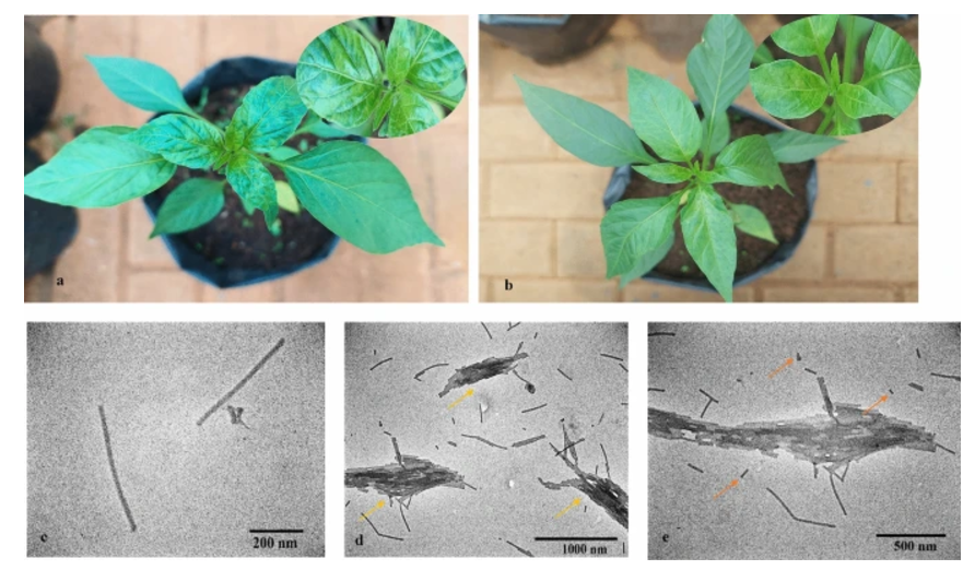 JGenPlantPathol's tweet photo. Published online: Green synthesis of #Cu2O #nanoparticles: characterization and application to control tobacco mosaic virus infection🌶️🦠💉
https://t.co/Mj29uihXAk
Get free fulltext with ID 1206🆓🔓
https://t.co/J8rEr9uvPL
#PlantPathology #PlantVirus https://t.co/gkeM646Y7T