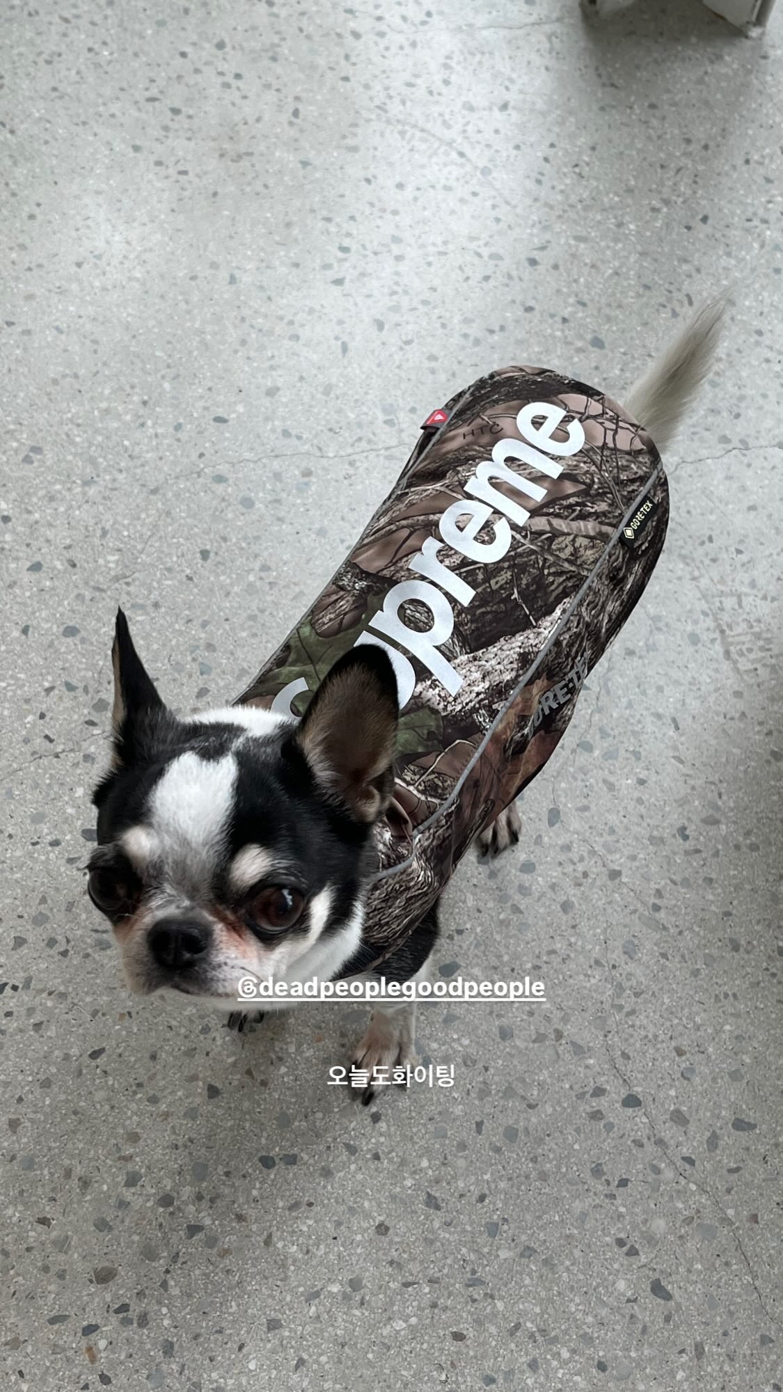 Supreme Drops on X Supreme x GORE TEX Dog Jacket https t Blg0q9zREo X