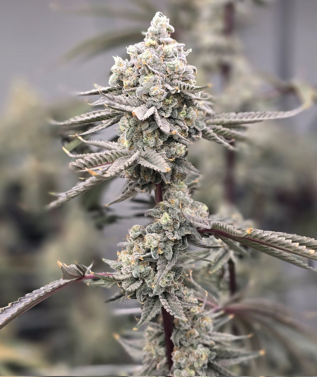 Raw Genetics Direct tweet media