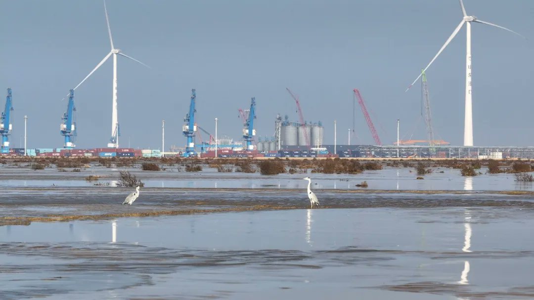 As the weather cools, migratory herons descend upon Weifang Port, turning it into a vibrant sanctuary. Years of green efforts and wetland protection have revitalized the area, inviting these graceful visitors and breathing life into the ecosystem. 🌿🌳💚 #GreenEcoSystem