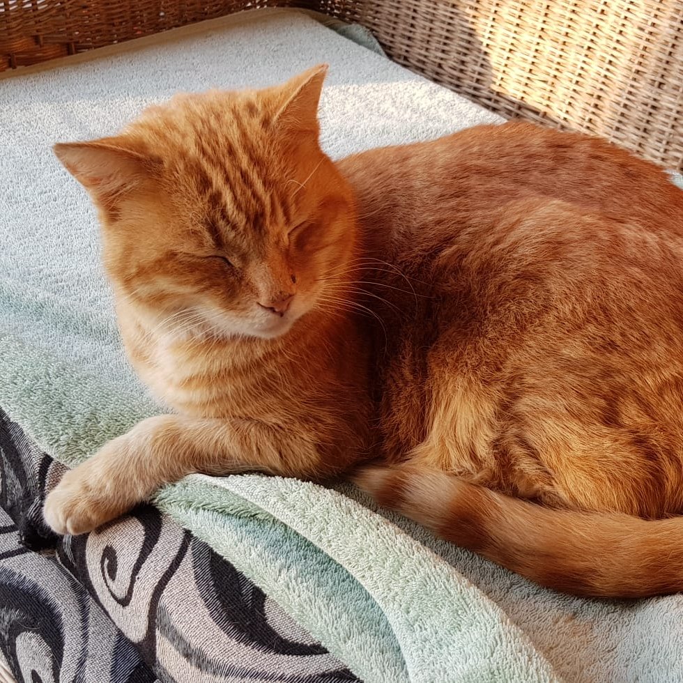 🧡 Biskitty Boy is on Bluesky! 🇨🇦 🇿🇦 tweet media