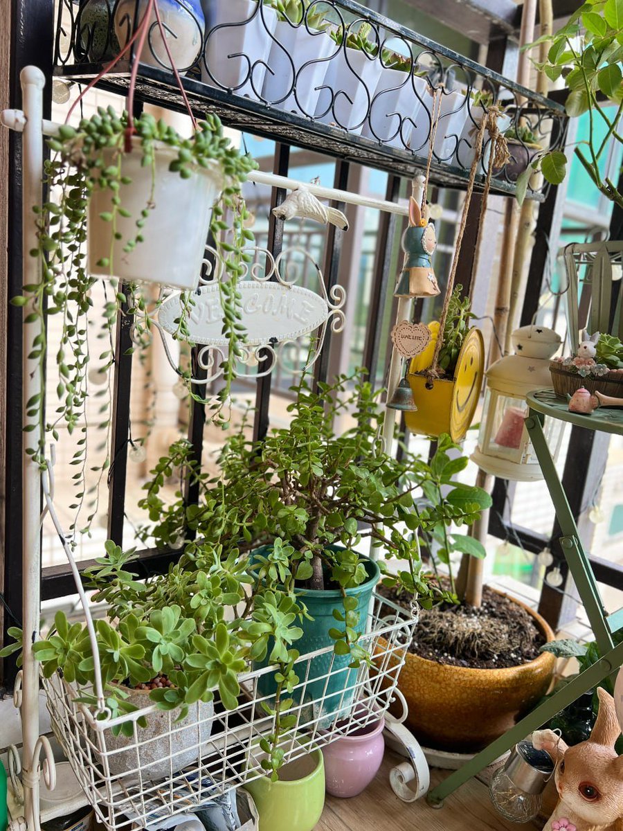 eightieth_'s tweet image. 花を植えます。園芸用チューリップです