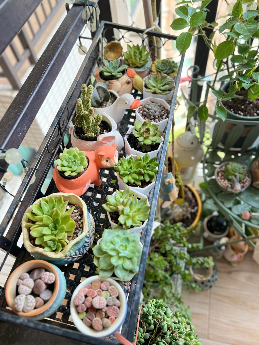 eightieth_'s tweet image. 花を植えます。園芸用チューリップです