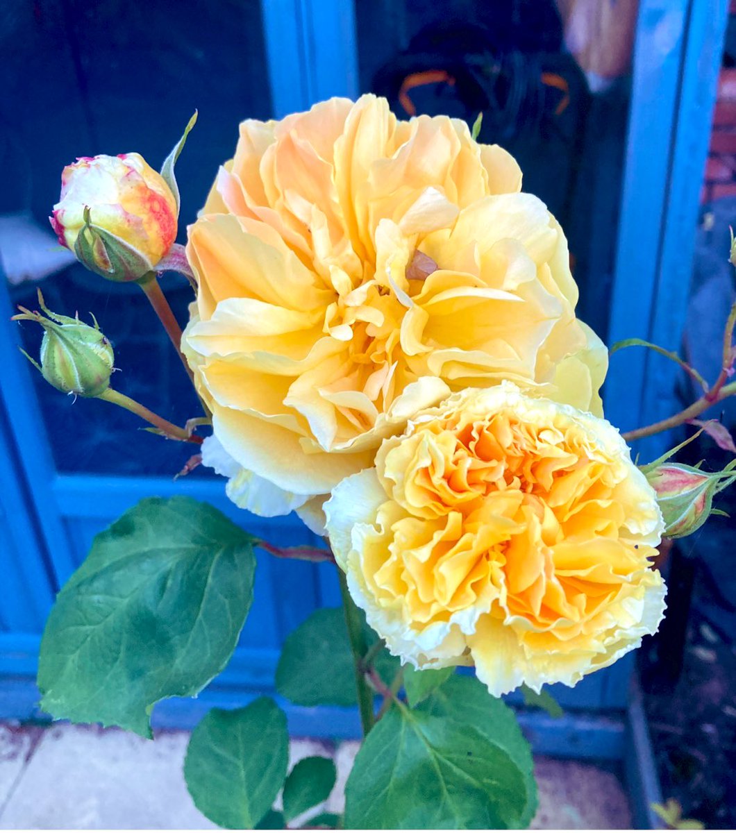 A chilly start this morning so here’s “Molineux”Rose  <a href="/DAustinRoses/">David Austin Roses</a> . Beautiful sunshine yellow rosette blooms with a strong fragrance to brighten your day. Hoping the wonderful #Rosewednesday community continues to flourish . #Roses #GardeningX  #Flowers