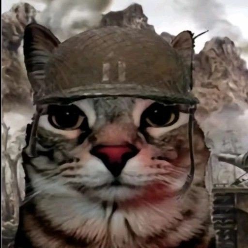 Knight of Disks tweet media