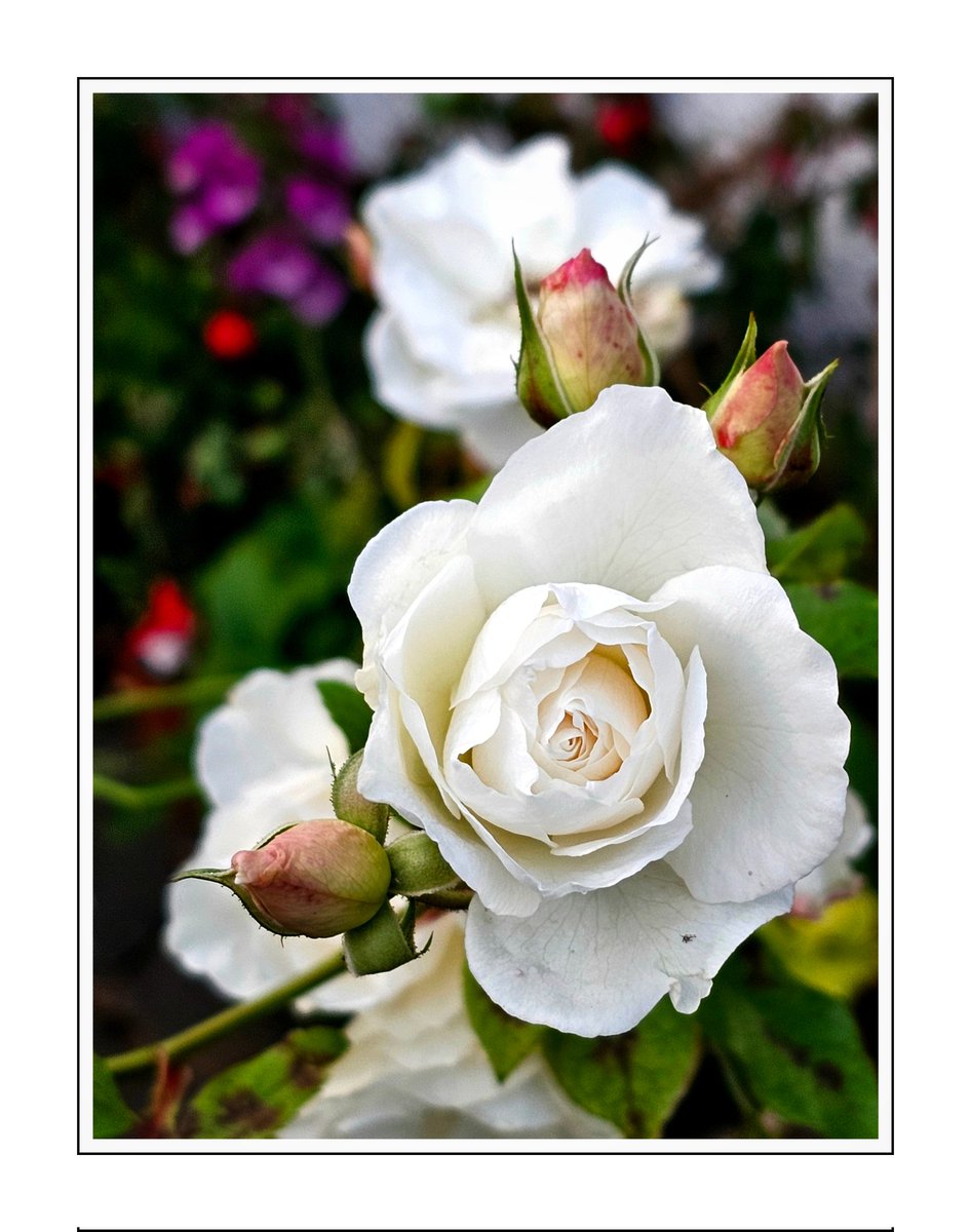 "Autumn Jewel!"

#RoseWednesday 
#Rose
#GardeningTwitter 
#NaturePhotography