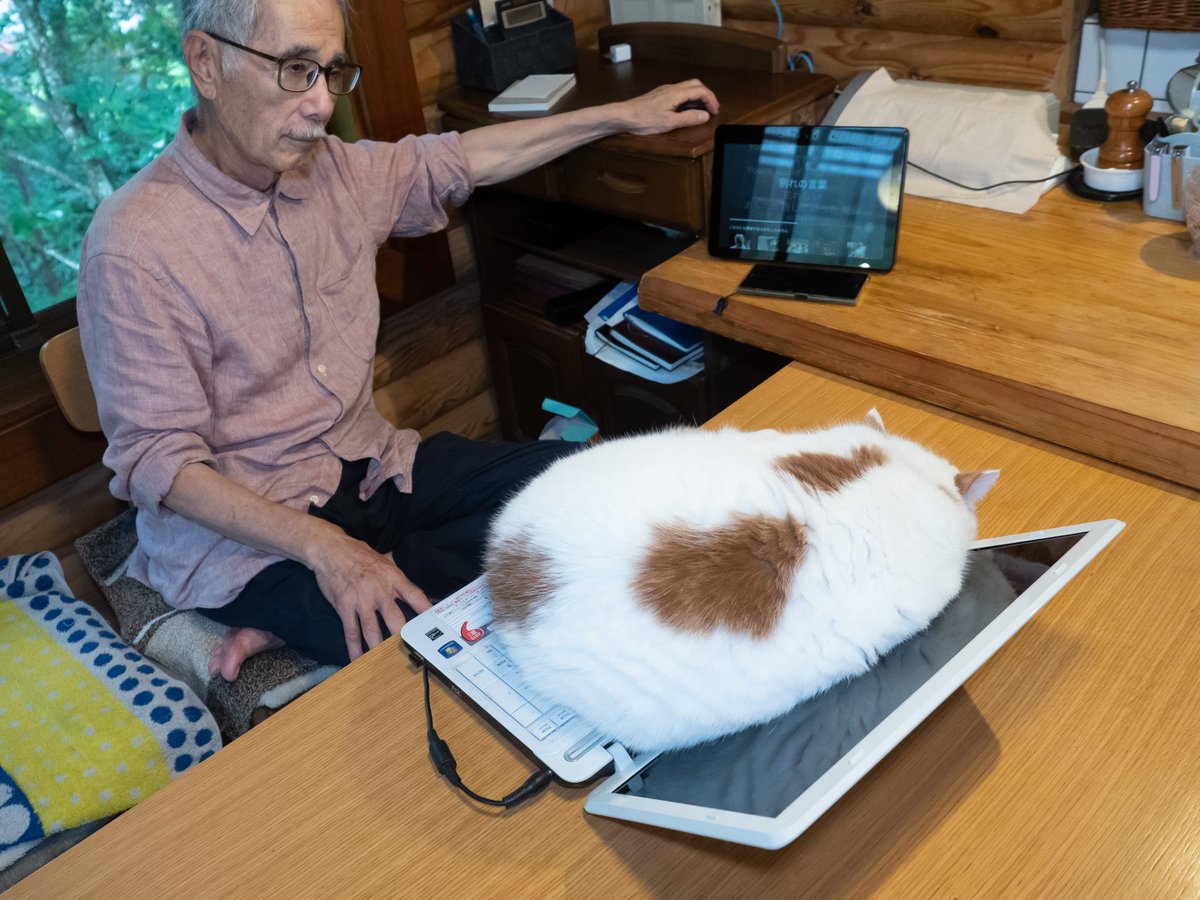 猫が溶けてる… #メイ #メイ先輩 ＃父