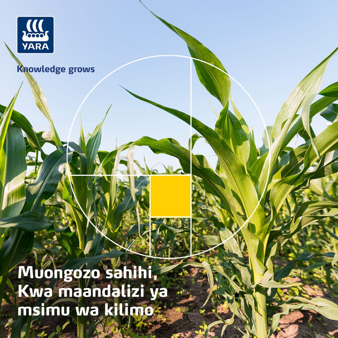 TanzaniaYara's tweet photo. Msimu huu wa kilimo! Fuata vidokezo hivi muhimu kuanzia utayarishaji wa shamba hadi uwekaji mbolea na ujionee utofauti katika shamba lako la mahindi! 📷📷
Tufahamishe unapatikana wapi kwa upatikanaji wa mbolea za Yara?

#mboleaniyara
#knowledgegrows
#yaratanzania
#MiCROP https://t.co/wlCJ7W8PHr