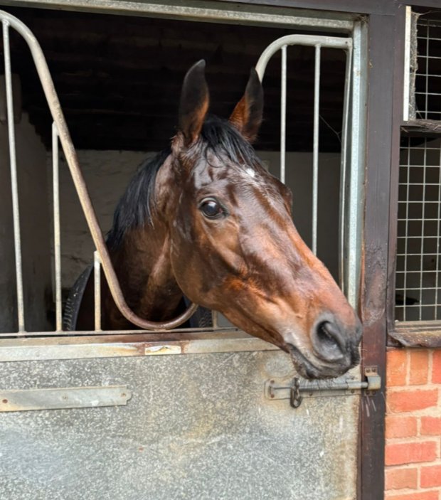 Rob Weale (@boobyweale) on Twitter photo A chilly morning for the journey down to <a href="/FfosLasRC/">Ffos Las Racecourse</a> for the rules debut run of Hard Dealt.
Hoping it's a positive sign that this race was also Hidden Beauty's debut victory in 2021 with <a href="/LiamHarrisonNH/">Liam Harrison</a> also jocked up 🤞
Good luck to RJR <a href="/dickyjohnson77/">Richard Johnson</a> <a href="/hdalyracing/">Henry Daly Racing</a>
and team 🏇 A chilly morning for the journey down to <a href="/FfosLasRC/">Ffos Las Racecourse</a> for the rules debut run of Hard Dealt.
Hoping it's a positive sign that this race was also Hidden Beauty's debut victory in 2021 with <a href="/LiamHarrisonNH/">Liam Harrison</a> also jocked up 🤞
Good luck to RJR <a href="/dickyjohnson77/">Richard Johnson</a> <a href="/hdalyracing/">Henry Daly Racing</a>
and team 🏇