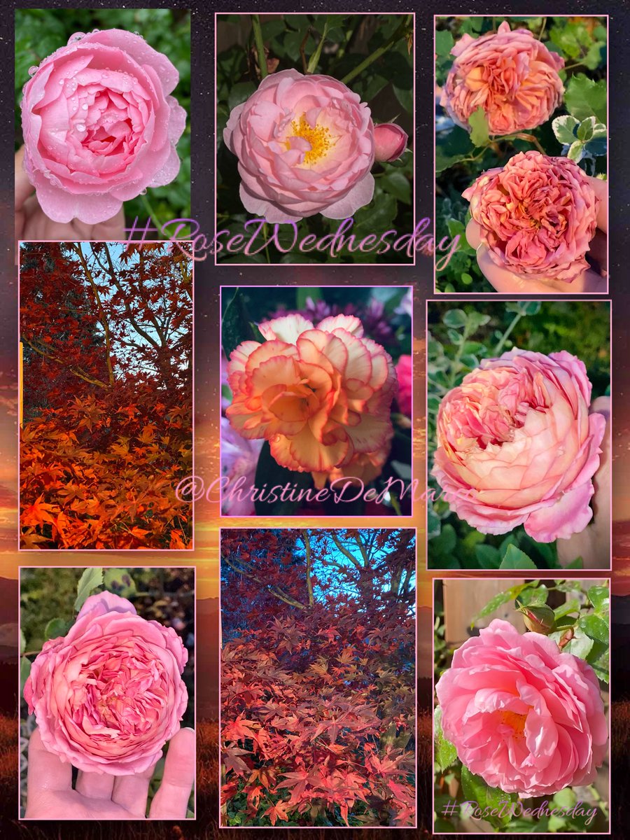 Happy #RoseWednesday all. Hope this day finds you well, enjoying remaining #Autumnal colours of your #November #Gardens in N. Hemisphere. The S. Hemisphere must be flourishing with spring &amp; summer #Plants #Gardens 
Few roses still in bloom here #Roses #Nature Pics from #MyGarden