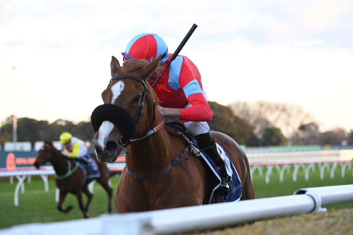 racing_nsw's tweet photo. “It’s great to have a runner in this race and we’ll find out whether he’s up to it."

Ross McConville didn't plan on South Of India tackling Saturday's G3 Warra off a first-up failure but hopes he can bounce back at Kembla on Saturday. 📸Steve Hart

READ: https://t.co/urTQ8PVQJt https://t.co/UsIJPCpUrq