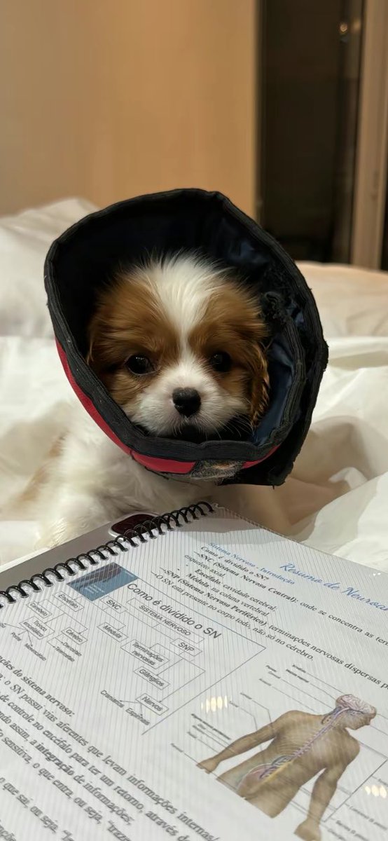 miacabbb_'s tweet photo. quiero todos😭 https://t.co/NbZEKakp2h