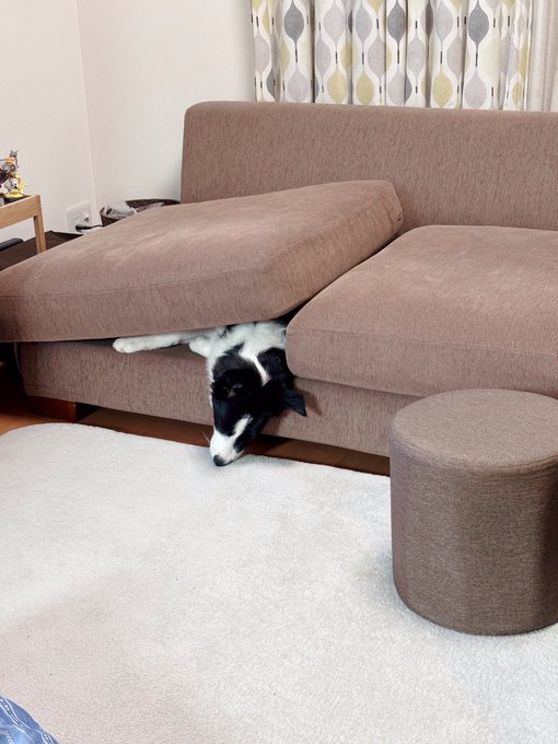 執事君の、くせ強なソファでの寝方 