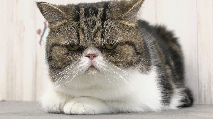 ◤◢◤ 今夜11時放送のねこ自慢◢◤◢ ☆ねこ好き俳優 #前原滉 さん