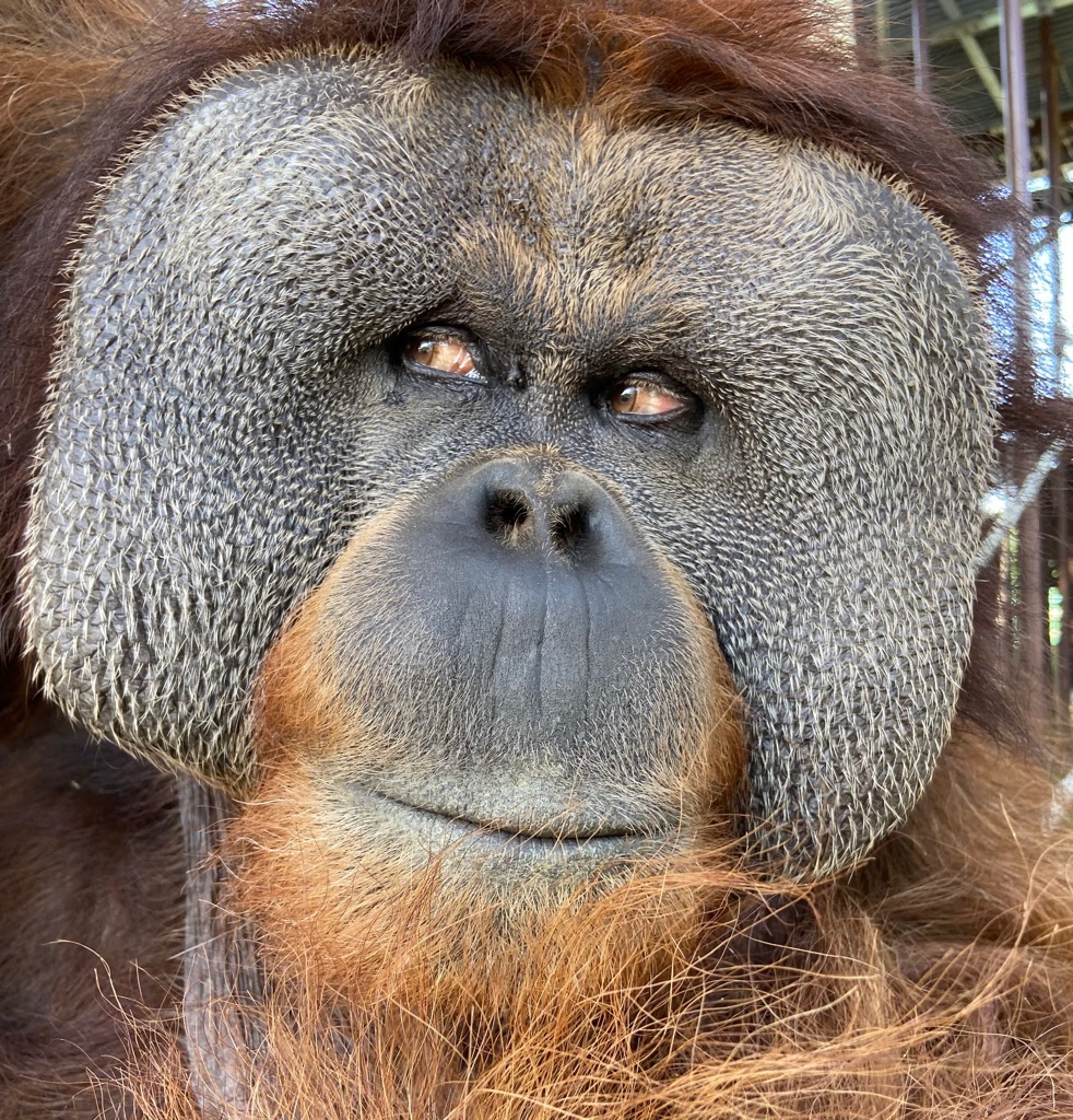 CHOWCHOW DELICA powered by ハミングバード東京 (@HUMMINGBIRD0149) / X