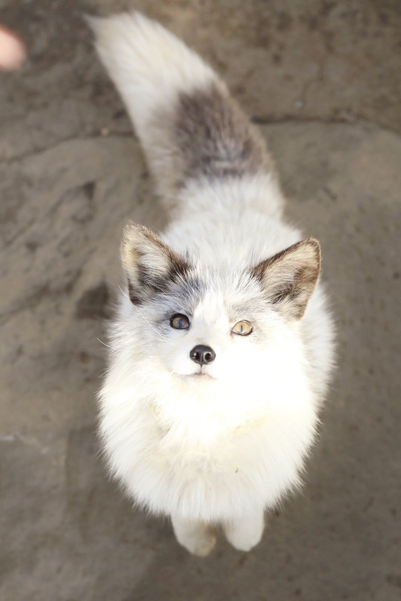 狐仙人乃弟子 トコノ オルタ (@ttt_zegu952) on Twitter photo 