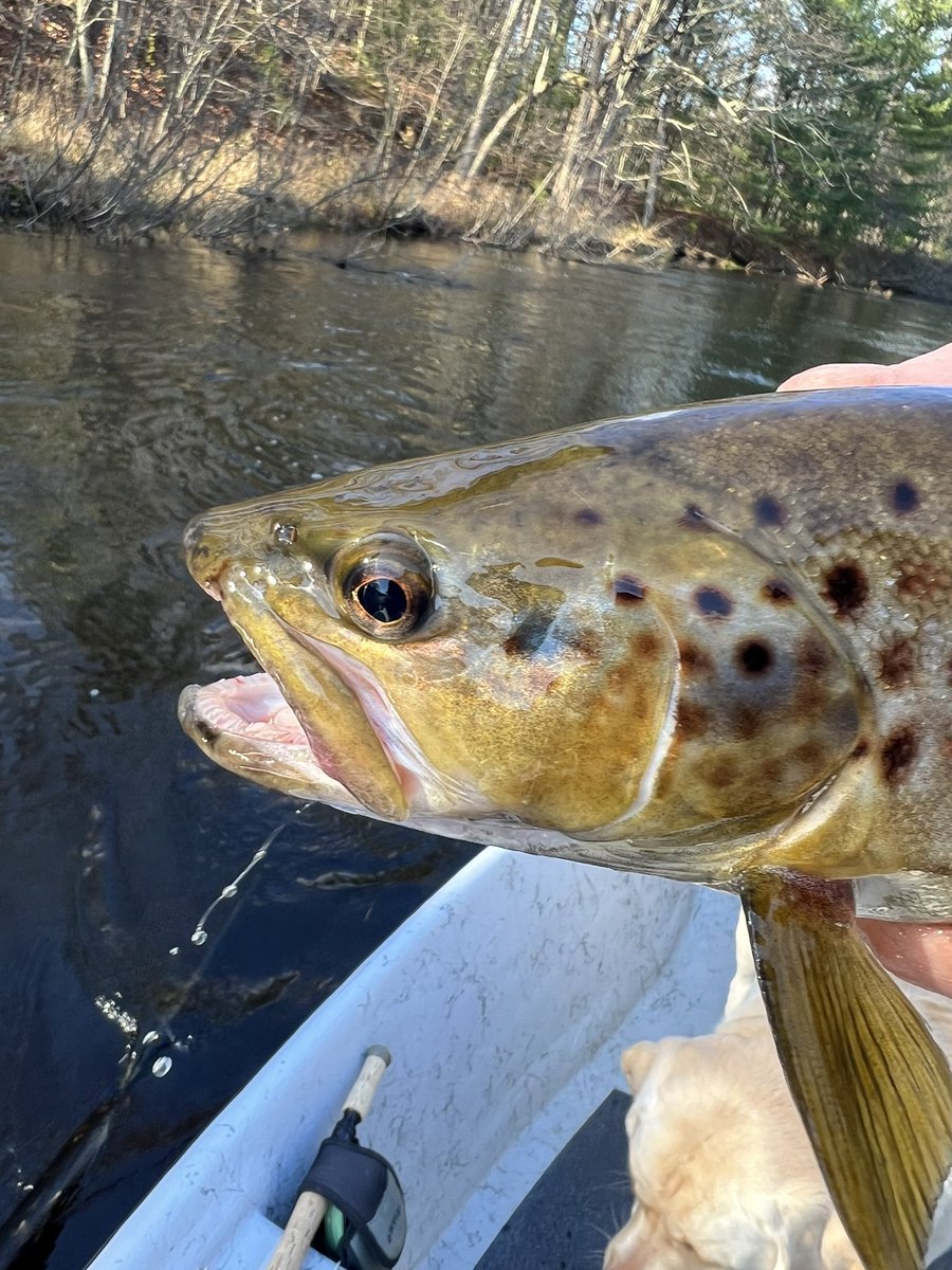 #steelhead #flyfishing #browntrout