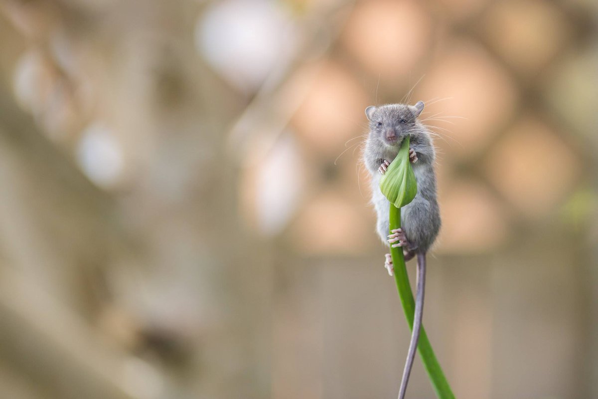 Mikey Mack tweet media