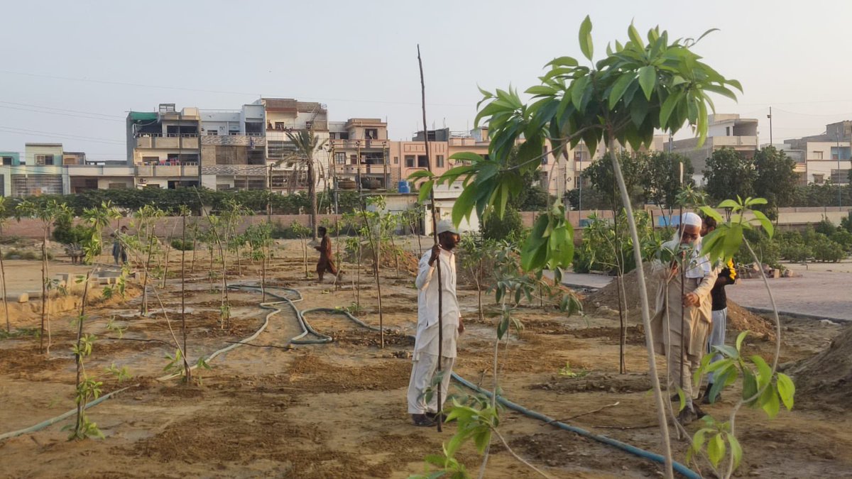 Fruit Garden 🤩 planting today for a greener and healthier tomorrow