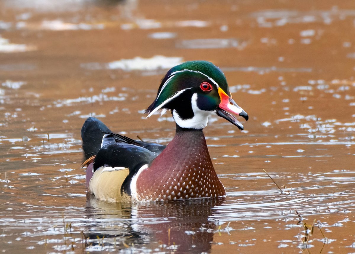 Male wood ducks are one of the most colorful ducks!

#woodduck #malewoodduck #Duck #ducks #alleghenycountyparks #nikond850 #nikonphotography #femalephotographer