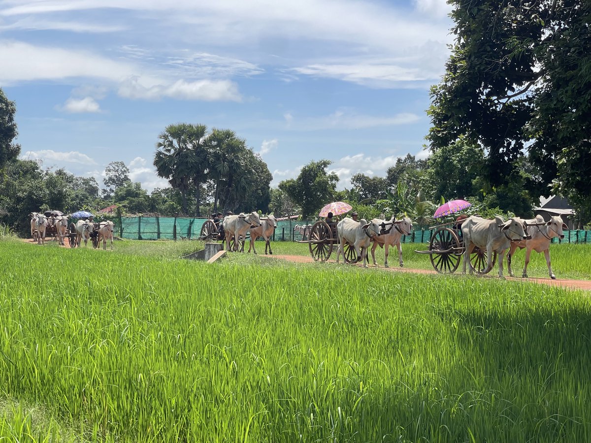 Immerse yourselves with the Cambodian ox-cart, a traditional wooden vehicle pulled by oxen, is a symbol of rural life and cultural heritage, often used for farming and transportation.

#khmerjourneys #travelincambodia #cambodiatailormade #solotravel #familytravel