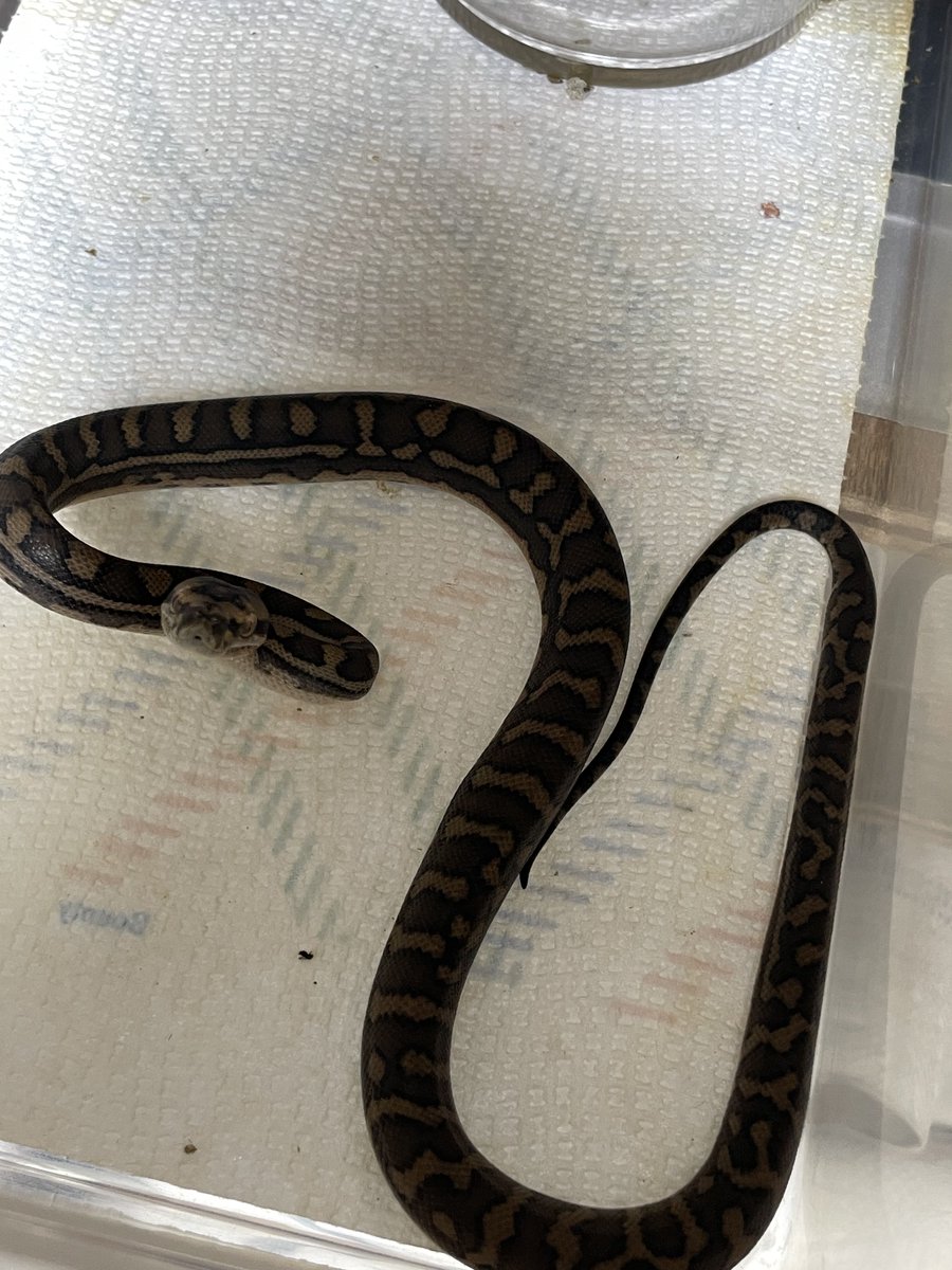 ブリーディングファーム かぷち tweet media